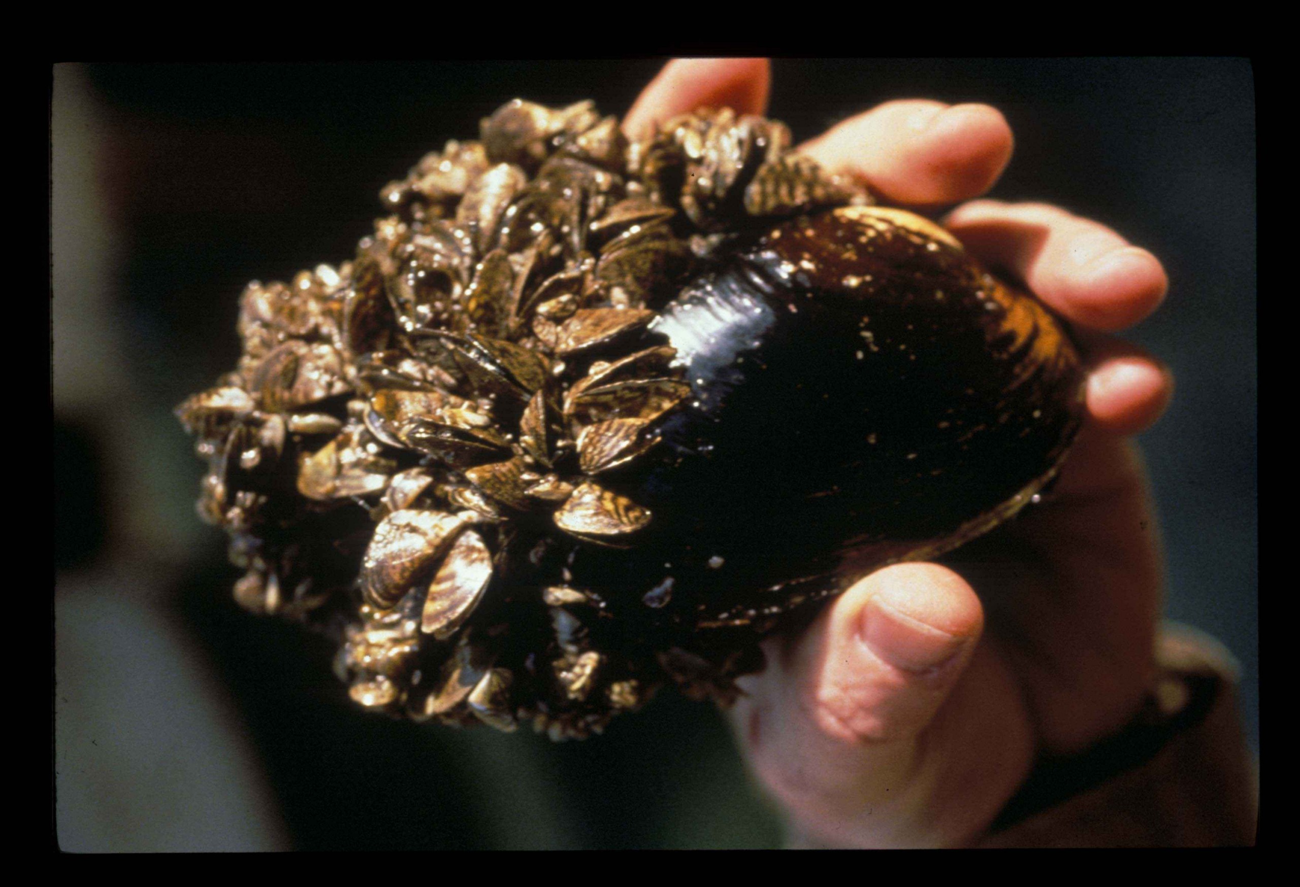 Zebra Mussels - Photo: USFWS