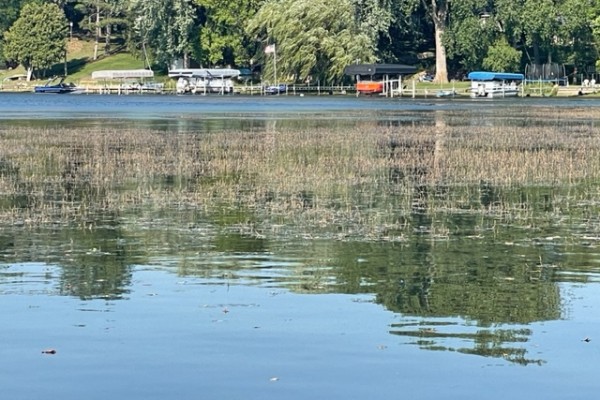 Eurasian Water Milfoil on Lake Owasso